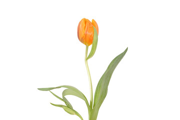 frei gestellte, orangfarbene Tulpe
