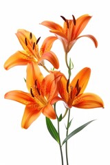 Tiger lily flowers blossom anther plant.