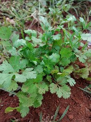 Coriander plants in my garden