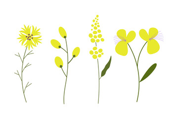 Vector illustrations with spring or summer yellow Flowers: mimosa, bellflower, willow, bloom plants. Design elements for Mother's Day, season, event, Birthday. Decor for card, paper, poster, flayer