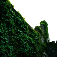 green moss on the wall