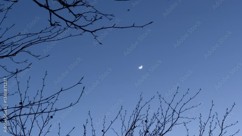 Poster few crows fly over the moon in twilight moody shot with leafless tree branches in the forground