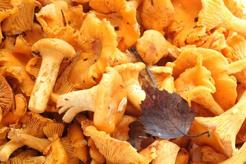 Pile of freshly picked yellow chanterelle mushrooms. Close-up of many chanterelle fungi. Abundance of golden wild chanterelle mushrooms. Harvested edible yellow forest mushrooms with a dried leaf