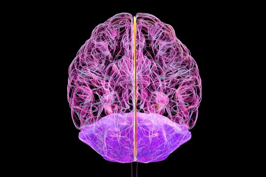 Human brain with highlighted falx cerebri and tentorium cerebelli, 3D illustration