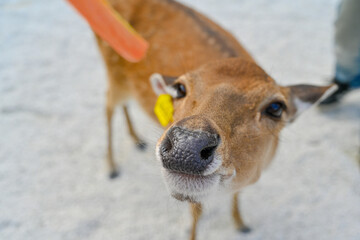 Adorable Deer Eating a Carrot – A Close-Up of a Heartwarming Wildlife Moment