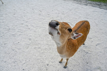 Adorable Deer Eating a Carrot – A Close-Up of a Heartwarming Wildlife Moment