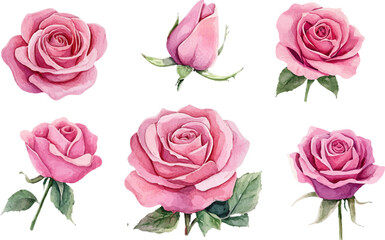 Fototapeta premium set of pink roses
