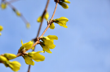 Yellow blooming forthisia branches against  blue sky. Spring awakening of nature. Free copy space.