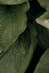 Background of large green leaves close up. Macro photography of raindrops on green leaves. Beautiful natural green leaves texture. Nice deep green color
