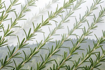 Rosemary leaf double exposure PNG overlay: herbal pattern, botanical image, nature design background.