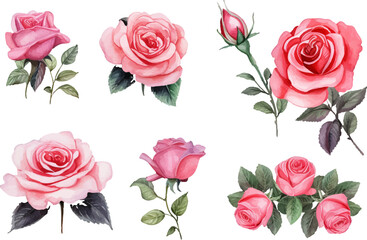 set of pink roses