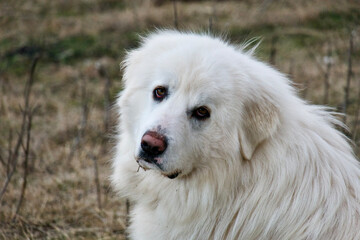 portrait d'un chien des Pyrénées tout blanc