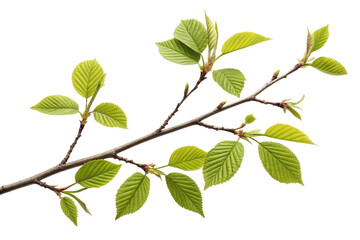 A Detailed Closeup of a Branch with Fresh Spring Leaves on a Black Background