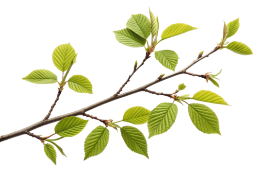 A Detailed Closeup of a Branch with Fresh Spring Leaves on a Black Background