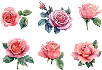 Fototapeta premium set of roses vector