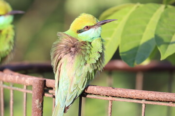 Bee eater on tree