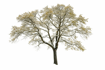 Obraz premium Majestic Snow Covered Tree in Winter Landscape Isolated on Black Background