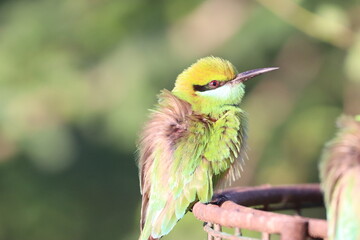 Bee eater on tree