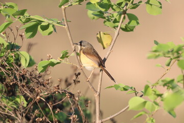 Small Bird on tree