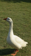 white goose on the grass
