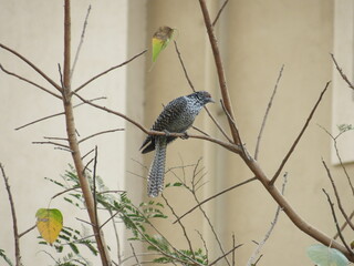 blue tit on branch
