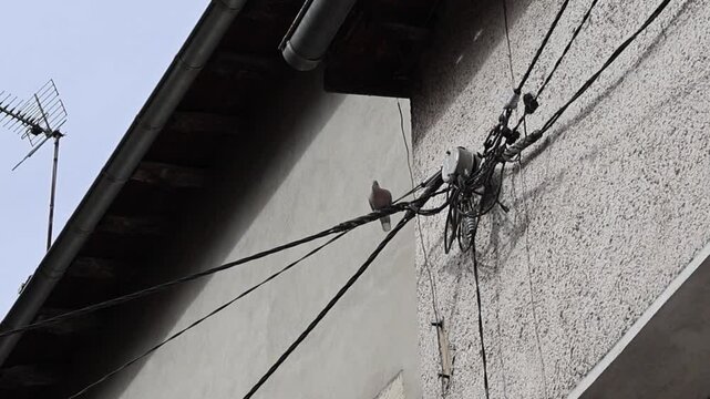Une sc&egrave;ne urbaine avec une colombe perch&eacute;e sur des c&acirc;bles &eacute;lectriques contre un mur de b&acirc;timent.