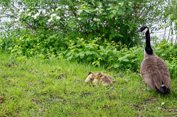 Wild Goose  with chicks  on the meadow