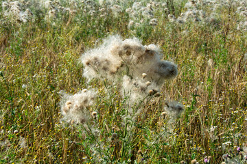 Wilted thistles in a field
