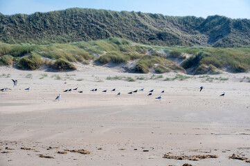 Many seagulls on the sandy beach in front of the dunes