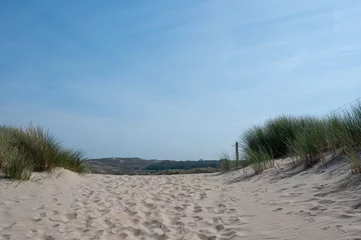 Photo sur Plexiglas Path through the dunes with beach grass on the North Sea coast