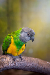 Senegal Parrot (Poicephalus senegalus)