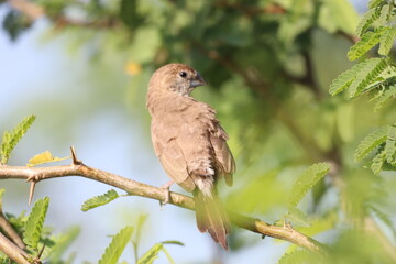 Bird on Tree