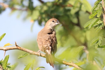 Bird on Tree