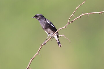 Bird on tree