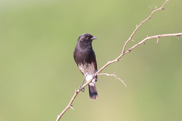 Bird on tree