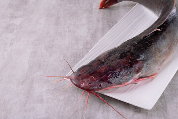 Raw whole catfish clarias. Freshly caught fish on white plate on grey background. Copy space