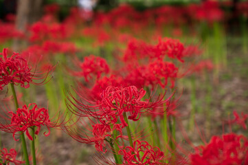 Red spider lily in Kitayama Park, Higashimurayama, Tokyo 
ヒガンバナ、北山公園、東京都東村山市