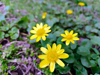 yellow flowers in the garden