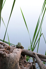 Frog and mosquito