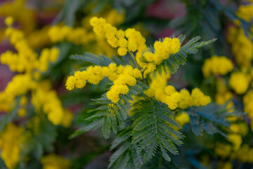Selective focus of yellow flowers on the tree with green leaves, Acacia baileyana, Cootamundra...