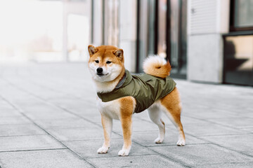 A cute red Shiba Inu dog in hoodie jacket stands and sits on a city street