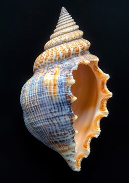 Detailed Cantharus melanostoma Seashell on Black Background with Textures and Shadows