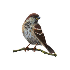 Watercolor illustration of a sparrow sitting on branch of the tree. Object is isolated on white background. Drawing for postcards, prints, posters, stickers, scrapbooking