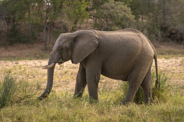 Obraz premium African elephant in clearing grazes on grass