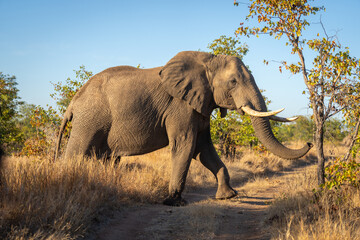African bush elephant crosses track lifting foot