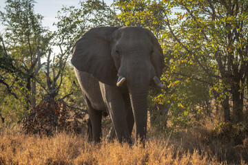 African bush elephant stands surrounded by trees