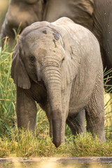 Naklejka premium Baby African bush elephant drinking at waterhole
