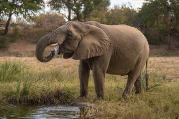 Obraz premium African elephant in clearing drinks at waterhole