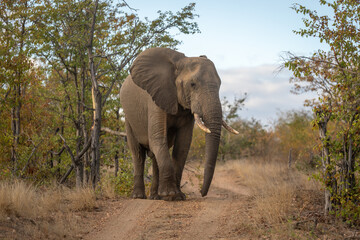 African elephant stands on track lifting foot