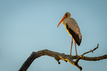 Backlit yellow-billed stork on branch at sunset